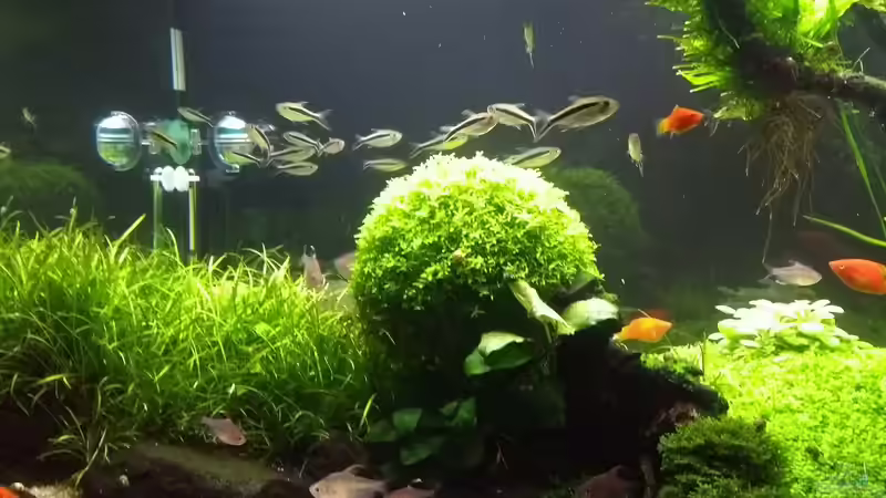 Hemianthus glomeratus (rund) 17.03.2018 von C-NA (7)