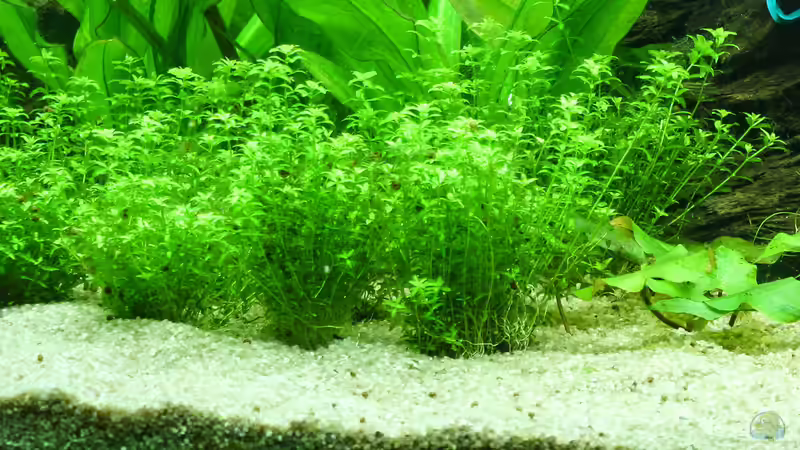 Hemianthus glomeratus von Phil Cave (8)