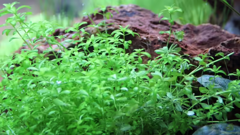 Hemianthus micranthemoicus von Sascha T. (12)