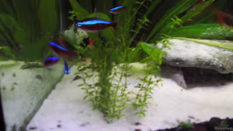 Hemianthus micranthemoides (Amerikanisches Perlkraut) von Südamerikafreak BK (6)