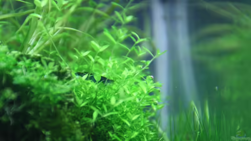 Hemianthus micranthemoides von Arami Gurami (14)