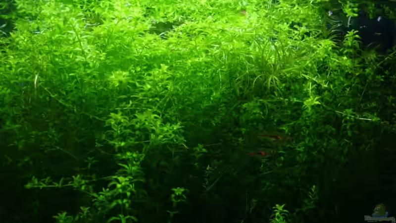 Hemianthus micranthemoides von Patrick Stobbe (3)