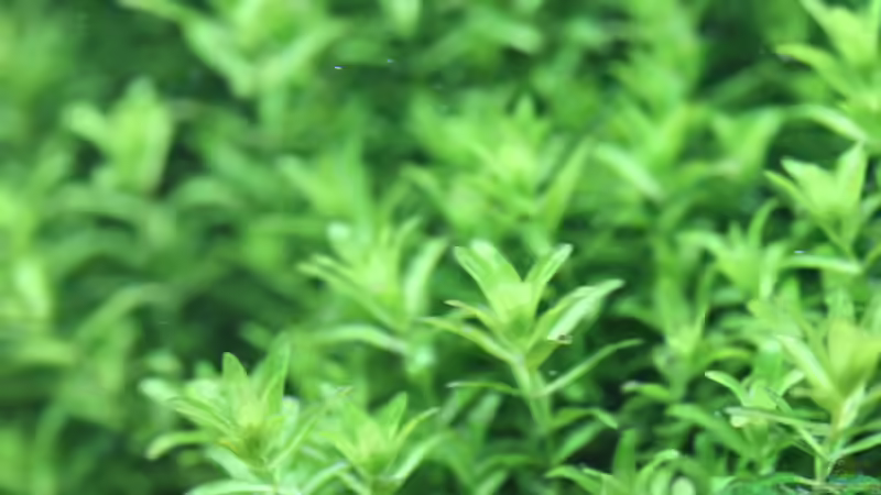 Hemianthus micranthemoides von Redfin (7)