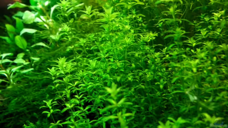 Hemianthus micranthemoides Wald von Tobi-G (9)