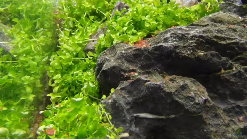 Hemianthus Montecarlo-3 (Tag 1) von Intershrimpview (20)