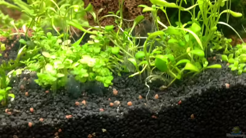 Hemianthus und Glossostigma elatinoides von Capitan Hook (21)