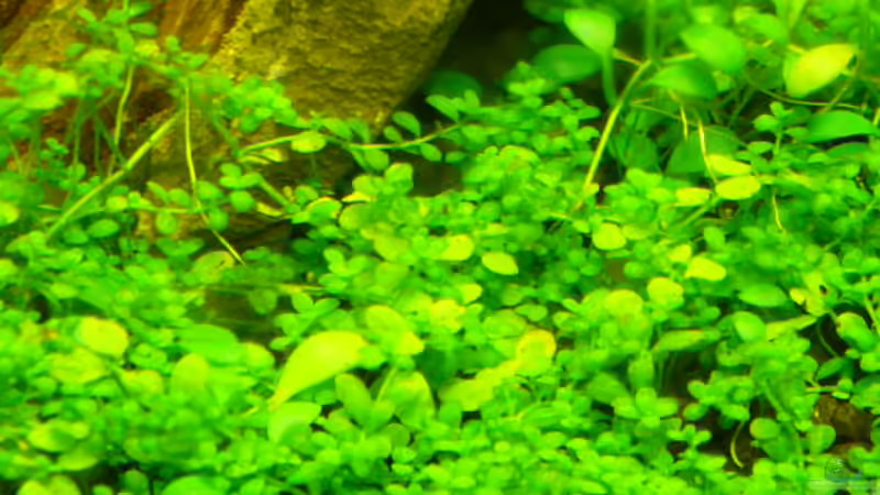 Hemianthus und gossostigma von Lukas Forster (3)