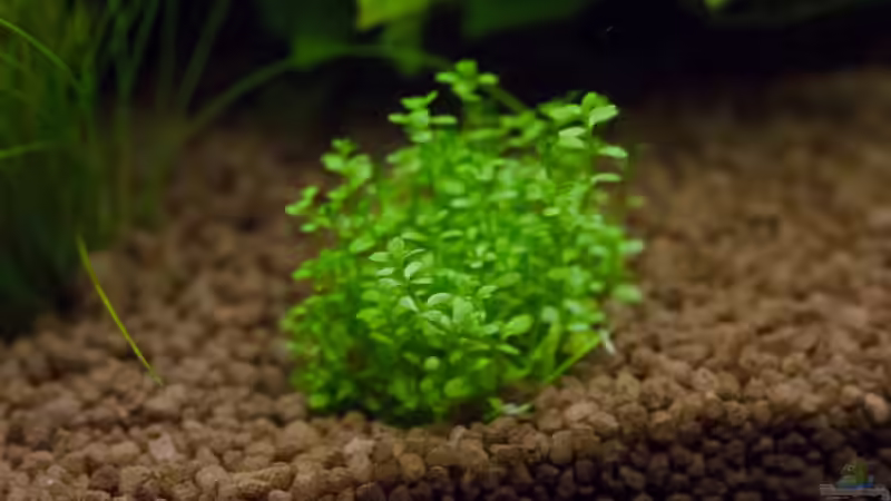 Hemianthus von GoreSlayer (12)