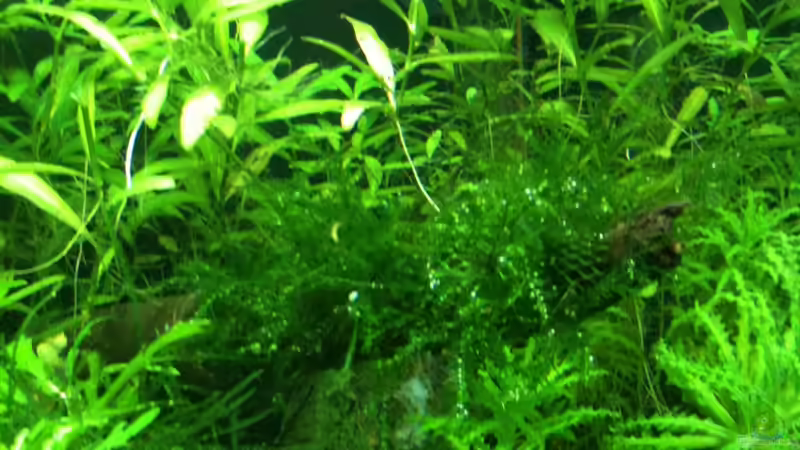 hemiantus-feld von Tonistyle69 (4)