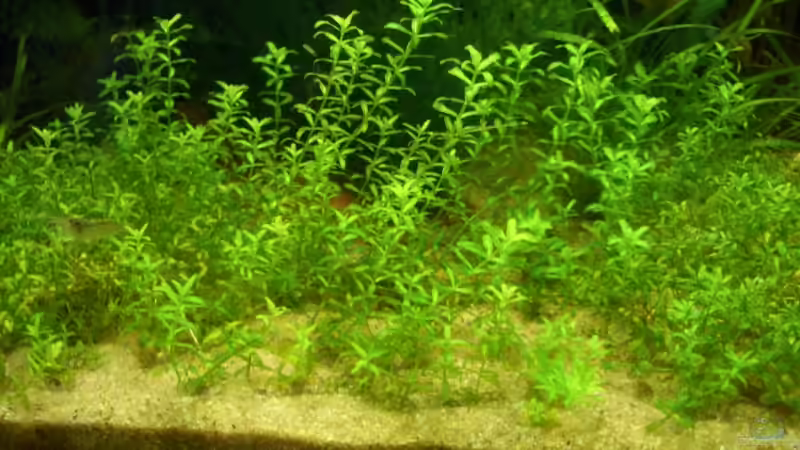 Hemiantus micrantheonides von Knorpelfisch (7)