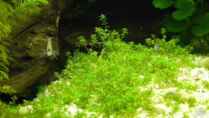 ´Hemiathus callitichoides (Cuba)´ von A. G. (9)