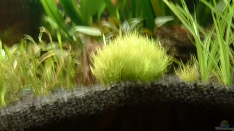 Hemiaufbus Callitoichoides-Cuba von Ingeborg Bohry (7)