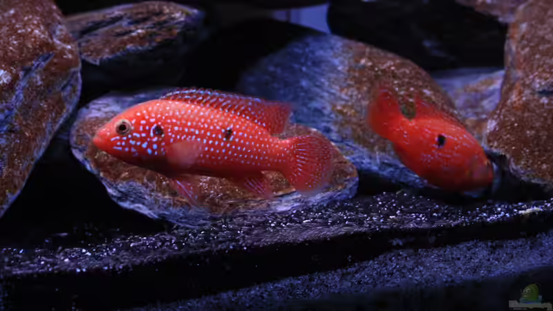 Hemichromis .... von skipper1202 (10)