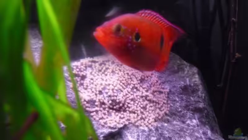 Hemichromis bei der Laichpflege von Chris_R. (29)