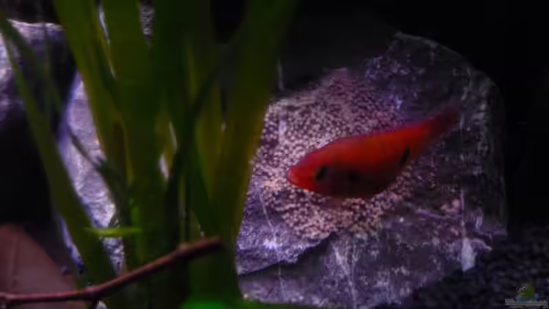 Hemichromis bei der Laichpflege von Chris_R. (30)