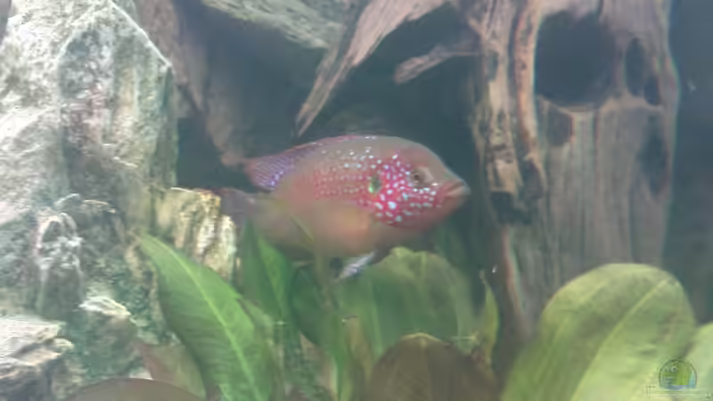 Einrichtungsbeispiele für Hemichromis-Arten