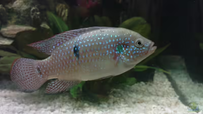 Hemichromis bimaculatus (Ostafrika)_2x von Stgt.WEST (29)