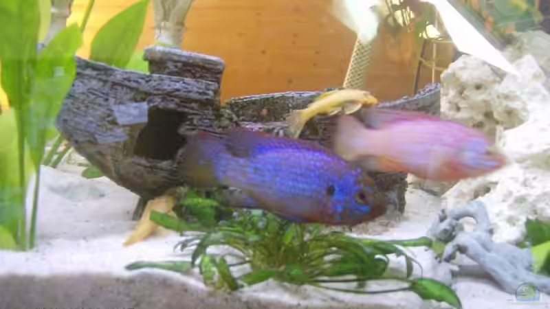 Hemichromis lifalili Paar von Julchen1985 (12)