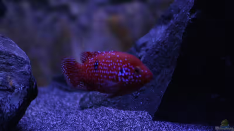 Hemichromis lifalili von skipper1202 (52)