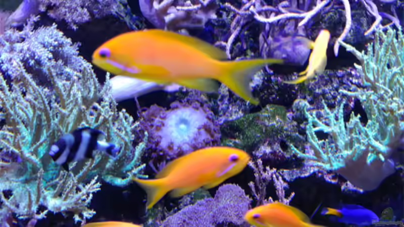 Hemichromis Lifalilis  von becki2 (5)