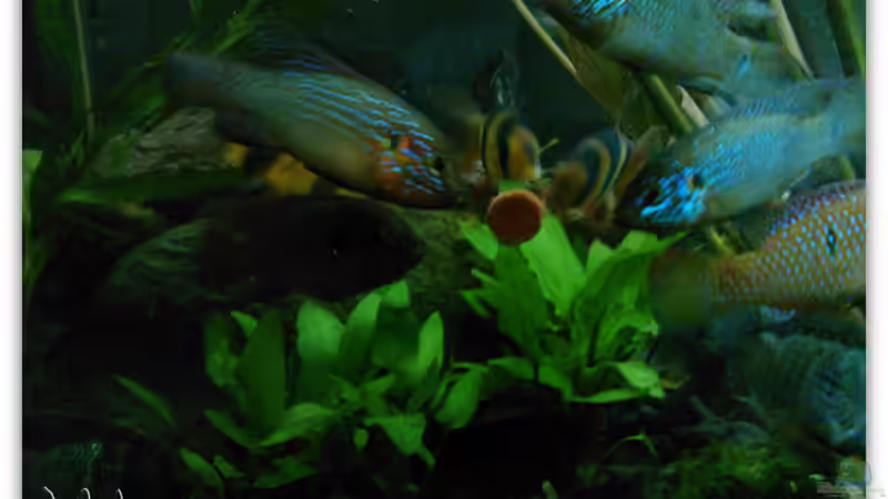 Hemichromis lifalilli von mariajudyta (31)