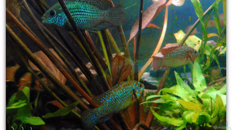 Hemichromis lifalilli von mariajudyta (33)