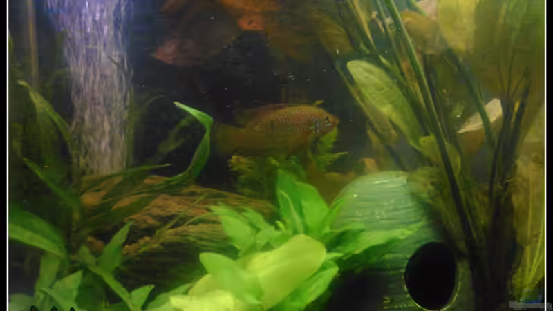 Hemichromis lifalilli von mariajudyta (41)