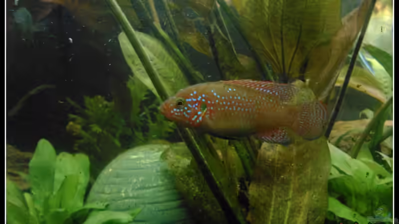 Hemichromis lifalilli von mariajudyta (43)