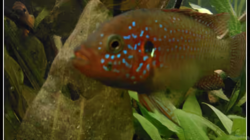 Hemichromis lifalilli von mariajudyta (45)