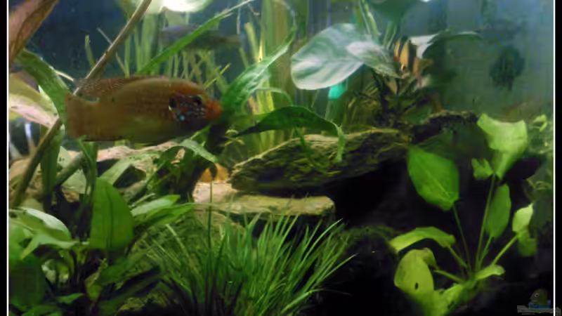 Hemichromis lifalilli von mariajudyta (56)