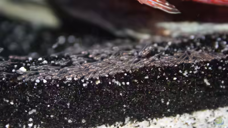 Hemichromis Nachwuchs von skipper1202 (11)