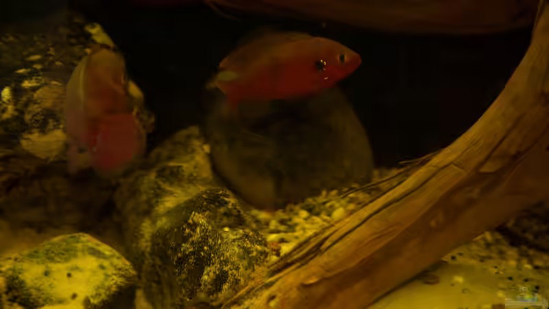 Hemichromis sp. Ankasa Pärchen von Stanislav Kislyuk (23)