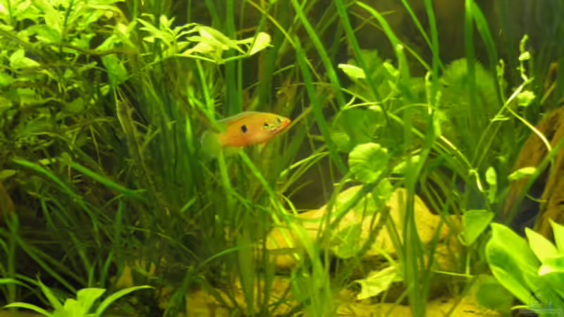 Hemichromis sp. ´Gabun´ von TomTomHbb (5)