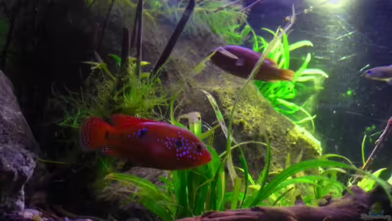 Hemichromis Weibchen von Chris_R. (32)