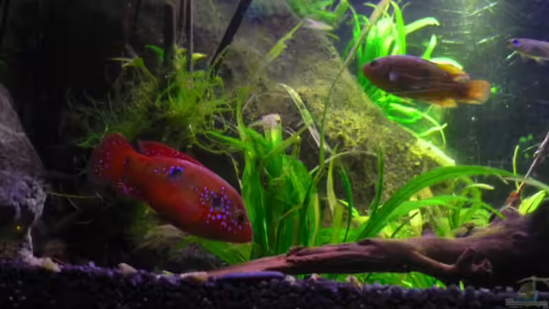 Hemichromis Weibchen von Chris_R. (33)