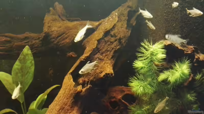 Hemigrammopetersius caudalis von Tom (9)