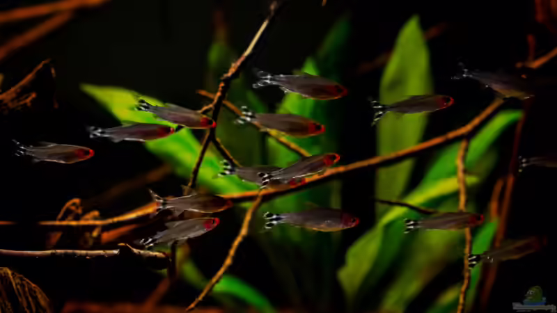 Hemigrammus bleheri ... Gruppenfoto :-) von AjakAndi (22)
