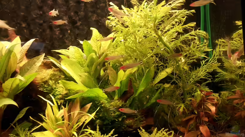 Hemigrammus bleheri - Februar/März 2012 von SleazeRocker (16)