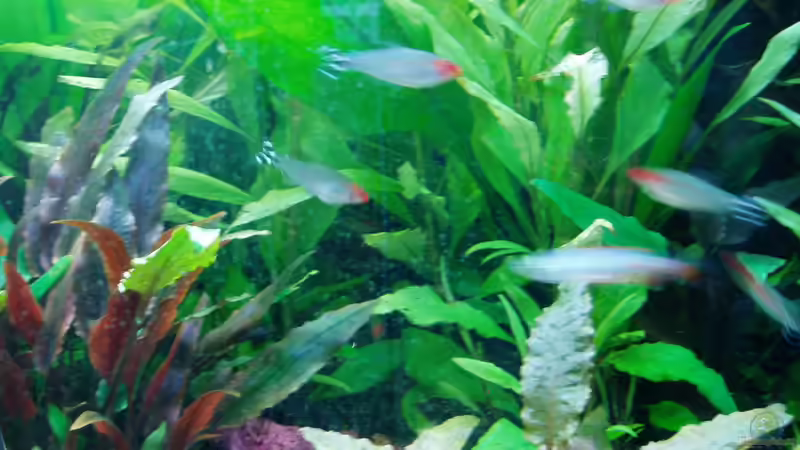 Hemigrammus bleheri (17.02,2018) von Reiner Dr. Med. Jesse (72)