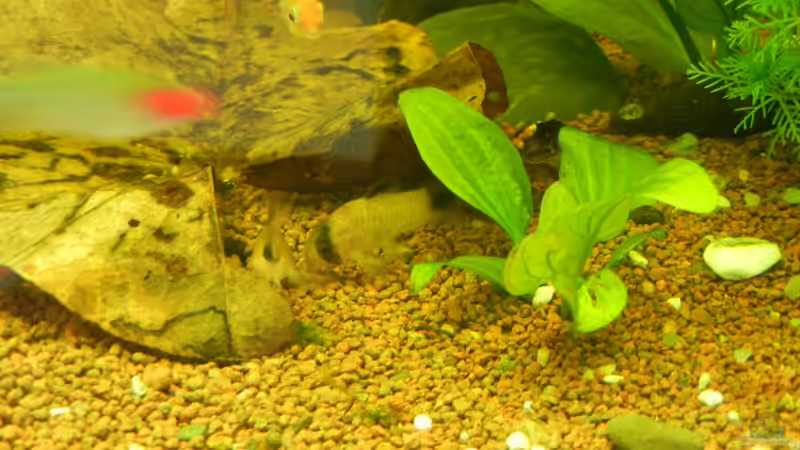 Hemigrammus bleheri & Corydoras panda von Life (43)