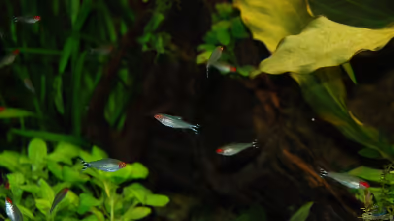 Hemigrammus bleheri (Rotkopfsalmler) von Daniel Monney (12)