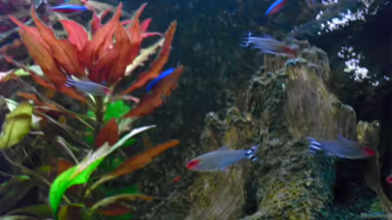 Hemigrammus bleheri (Rotkopfsalmler) von FischfanAQ (19)