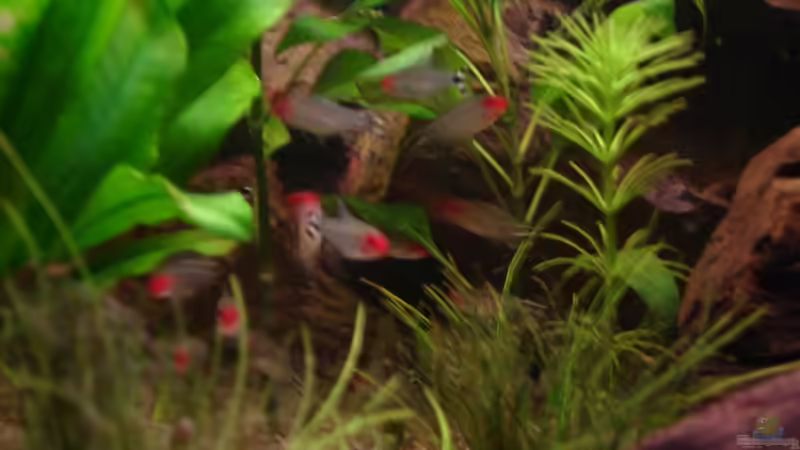 Hemigrammus bleheri (Rotkopfsalmler) von Michael Z. (17)