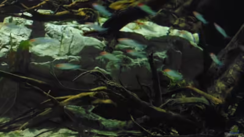 Hemigrammus bleheri und Sturisoma festivum von Markaroni (42)