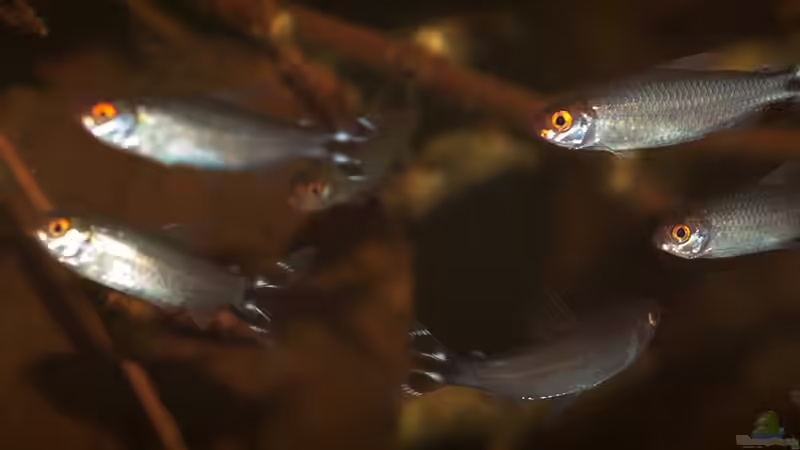 Hemigrammus bleheri von AjakAndi (9)