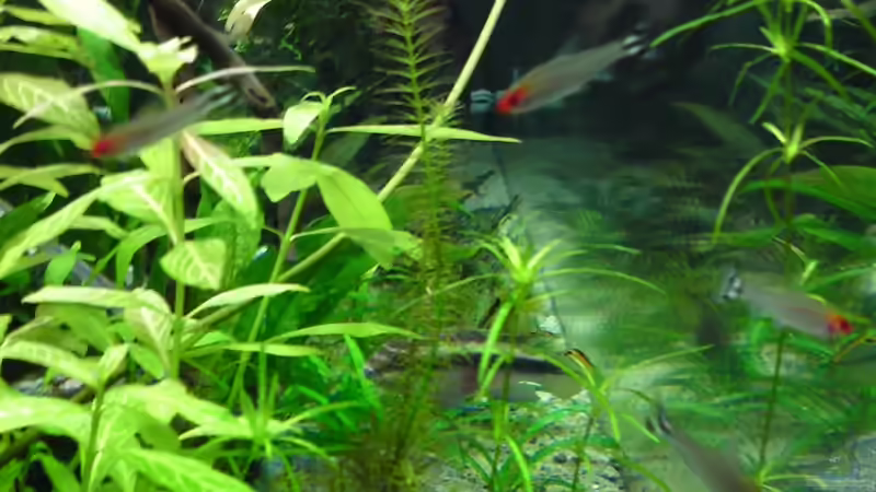 Hemigrammus bleheri von Debby & Daniel (30)