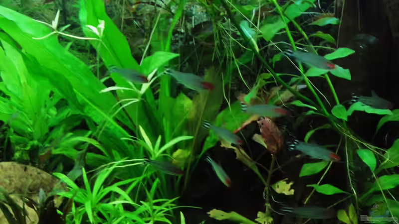 Hemigrammus bleheri von Fischkopp83 (35)