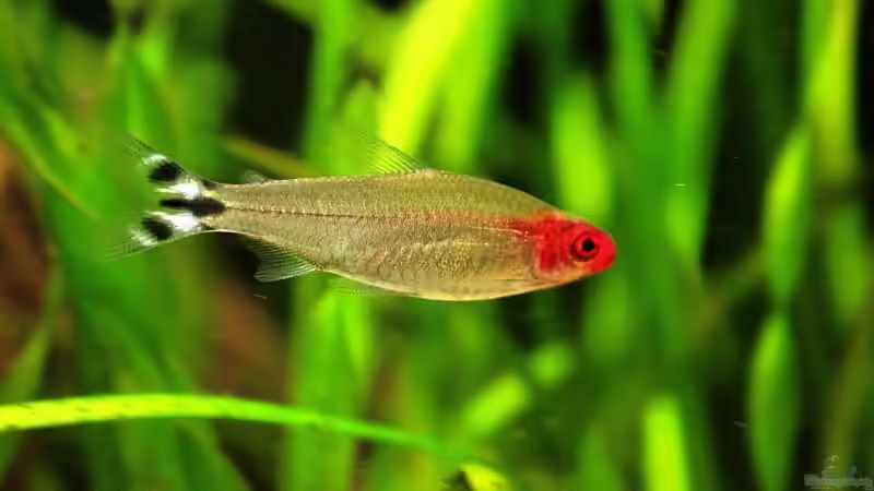 Hemigrammus bleheri von Grobi (39)