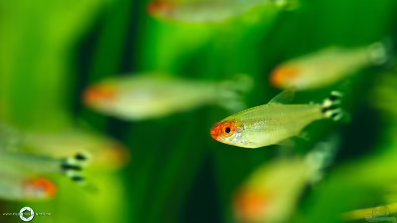 Hemigrammus bleheri von Nico Frische (19)