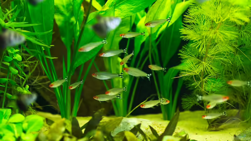 Hemigrammus bleheri von Nico Frische (20)